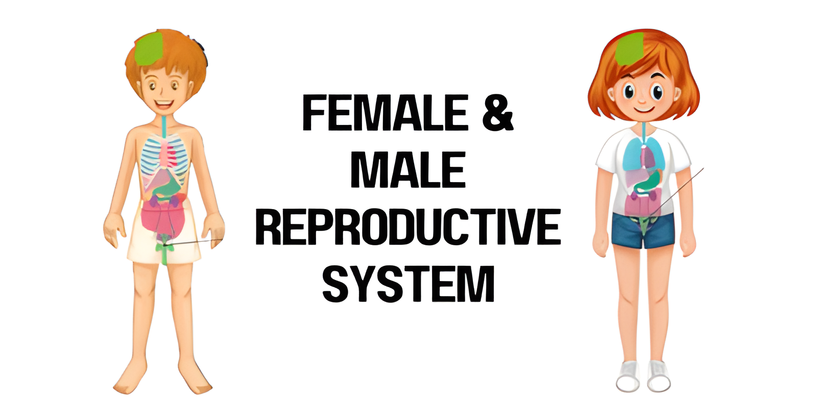 Female & Male Reproductive System